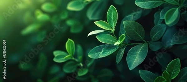 Fototapeta Lush green leaves with glossy texture in foreground, soft gradient light in upper left corner, blurred dark background for depth and contrast