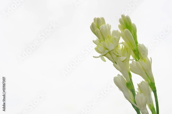 Obraz チューベローズ