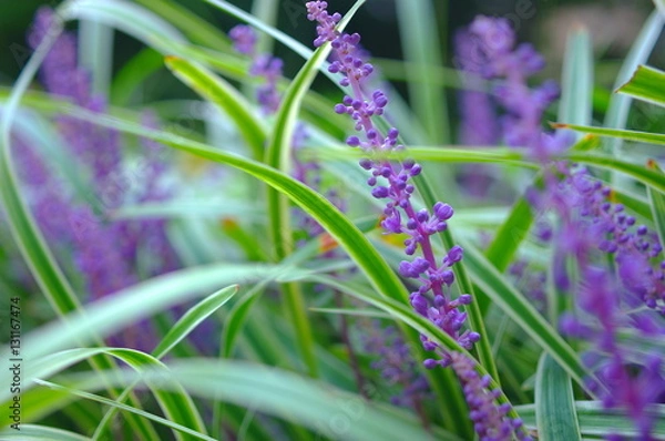 Obraz 木陰で咲くヤブラン