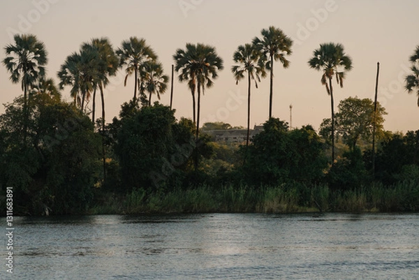 Fototapeta Palm trees on the banks of the Zambezi River in Zimbabwe