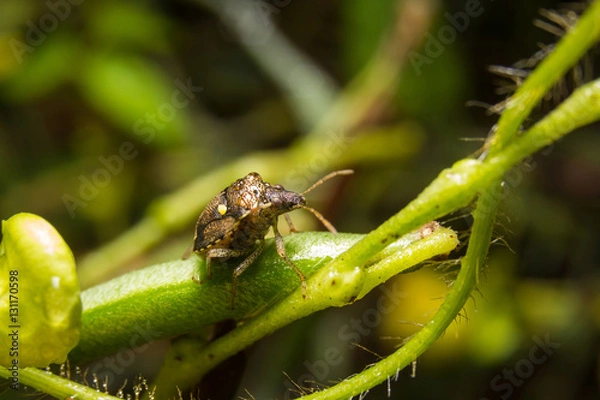 Obraz Bug macro, on nature leaves as background