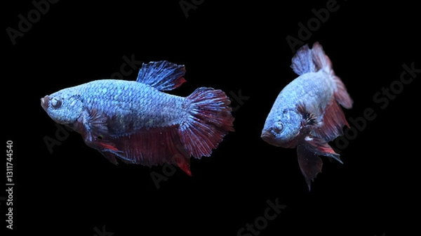 Fototapeta Aquarium fighting fish males (Betta splendens) isolated on black background, selective focus, horizontal orientation.