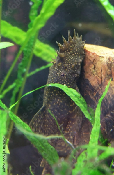 Fototapeta Aquarium fish Ancistrus vulgaris hanging on a rock under plants, selective focus, vertical orientation.