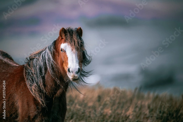 Fototapeta horse in the field