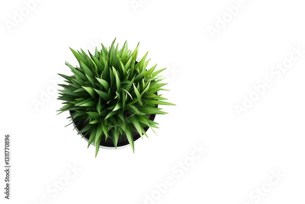 Fototapeta close-up view of a vibrant green plant with sharp. pointed leaves. arranged in a round black pot the minimalist background emphasizes the plant's lushness. making it suitable for decorative purposes o