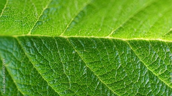 Fototapeta Leaf macro summer