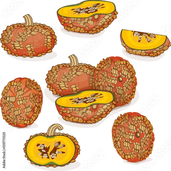 Fototapeta Set of Galeux de Eysines Squash or French Warted Pumpkin. Winter squash. Cucurbita maxima. Vegetables. Clip art. Isolated vector illustration.