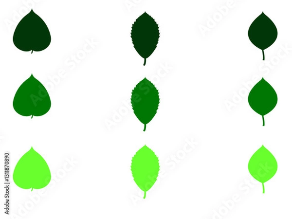 Fototapeta set of green leaf