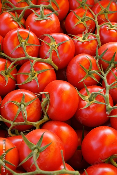 Obraz pomidor klastra