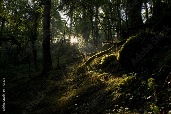 Obraz Forêt