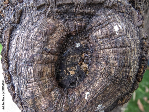 Fototapeta mango tree