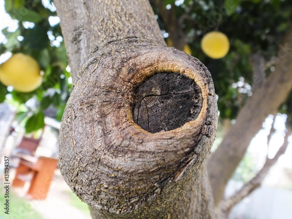 Fototapeta grapefruit tree