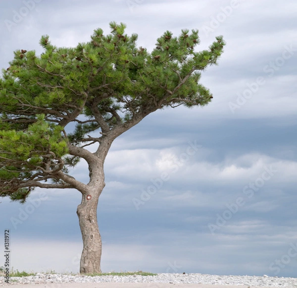 Obraz sea pine tree
