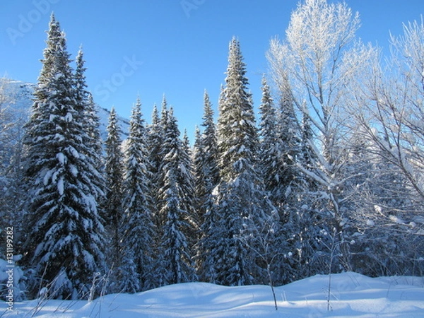 Fototapeta Зимний лес.