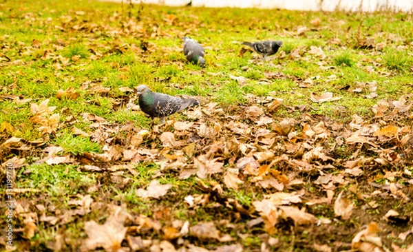 Fototapeta grey pigeon walking through autumnal leaves