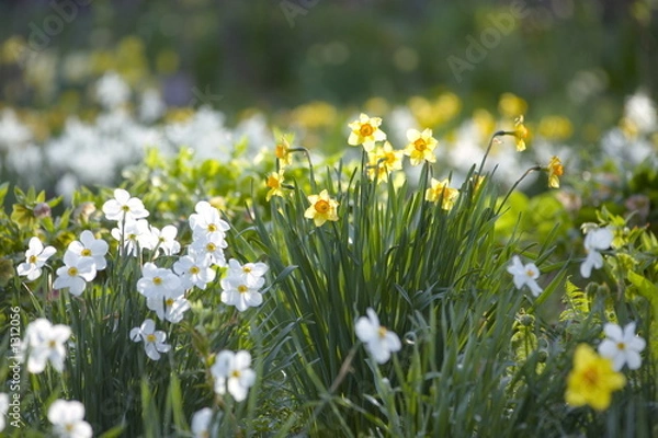 Obraz spring in the park