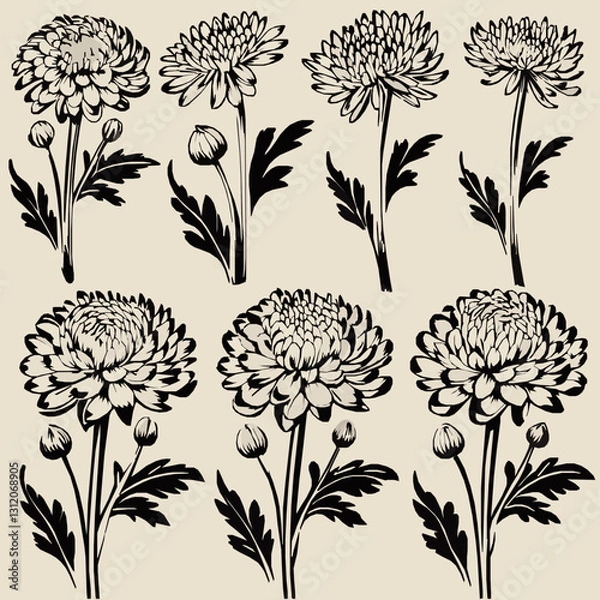 Fototapeta Chrysanthemum Flower Illustrations