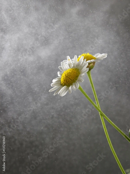 Fototapeta rain fall on daisy