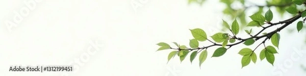 Fototapeta delicate branches with leaves on white background, tree, natural, branches