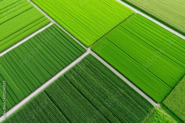 Fototapeta Aerial view of vibrant green agricultural fields in geometric patterns