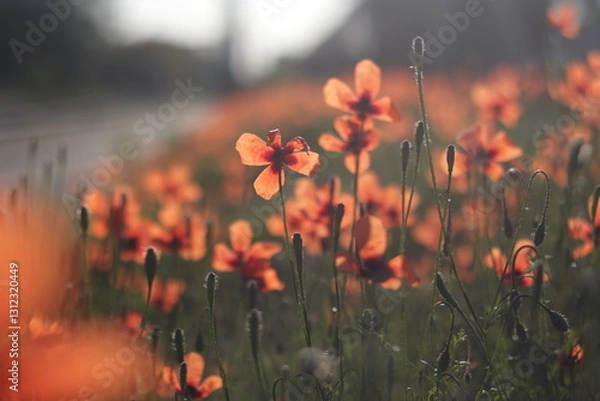 Fototapeta Sunny Poppy Field in Summer