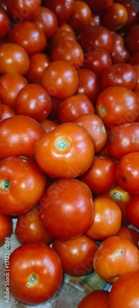 Fototapeta The tomato is a round, often red fruit that grows on the Solanum lycopersicum plant, a member of the nightshade family