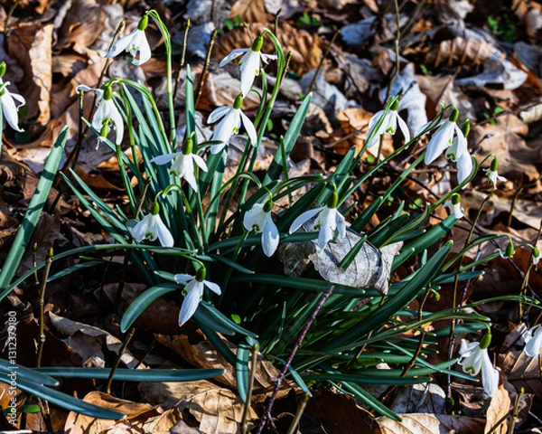 Obraz Snowdrops blooming by the wayside