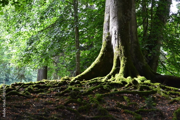 Obraz Racines d'un arbre