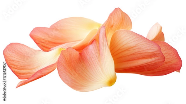 Fototapeta Delicate orange flower petals floating on transparent background