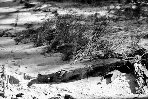 Obraz The sandy walking path on Ochlockonee Bay Florida