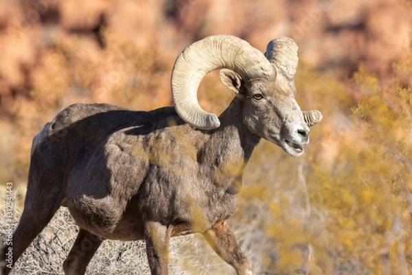 Fototapeta Desert Bighorn Sheep Ram in the Nevada Desert in Winter
