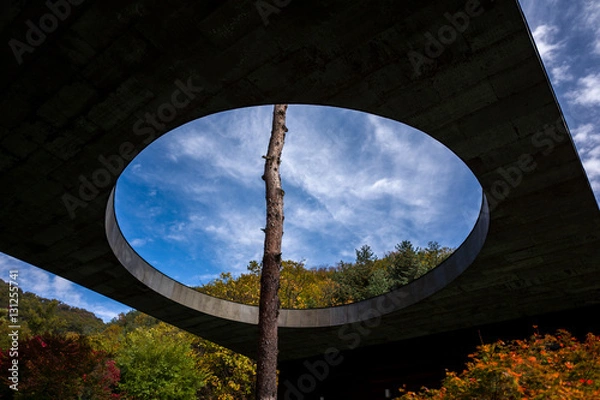 Obraz tree going through circle