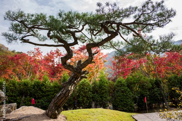 Obraz curved tree in autumn
