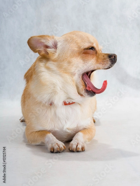 Obraz chihuahua yawn