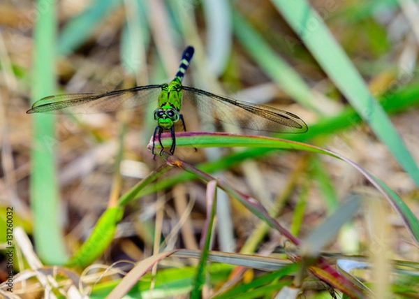 Fototapeta Eastern Pondhawk Dragonfly (Erythemis simplicicollis)