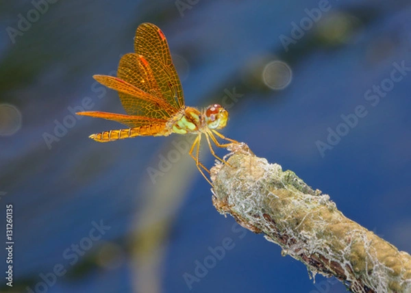 Obraz eastern amberwing (Perithemis tenera)