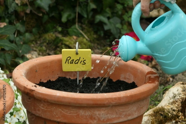 Obraz arroser les semis de radis