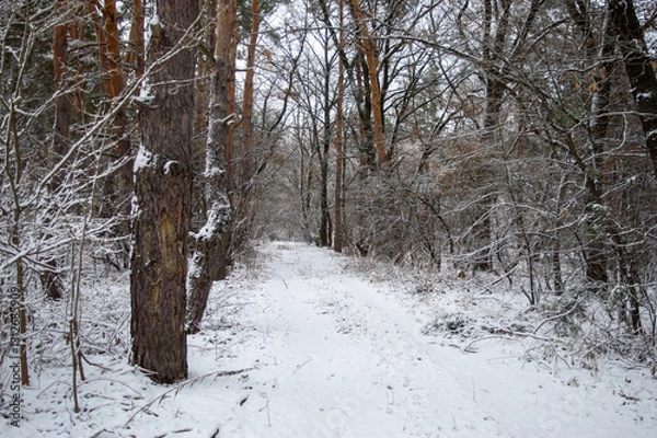Obraz road in winter forest
