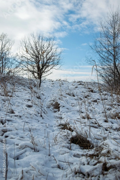 Obraz winter landscape with trees