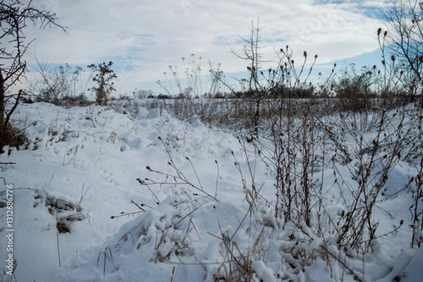 Obraz snow covered trees
