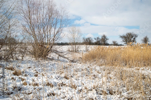 Obraz trees in the snow