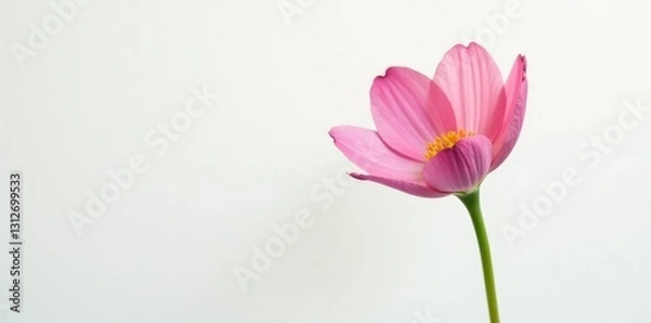 Obraz Single flower against a clean and simple white background, isolation