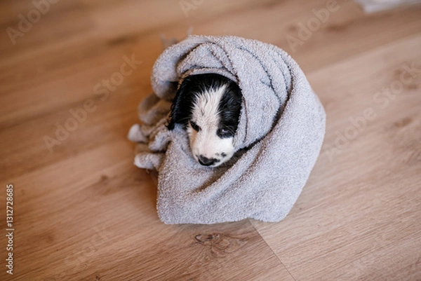 Fototapeta Small puppy with big black ears wrapped in a towel after a bath