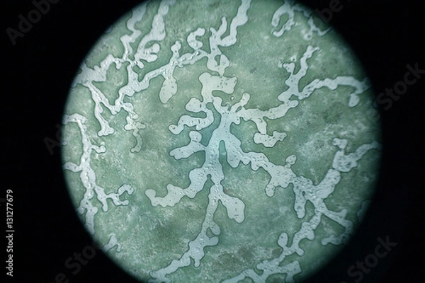 Obraz Microscopic view