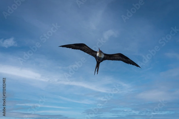 Fototapeta Great Frigatebird in flight over the Kilauea Point National Wildlife Refuge, Kauai, Hawaii. Great Frigatebirds can sleep in 10-second bursts while remaining airborne for up to two months.