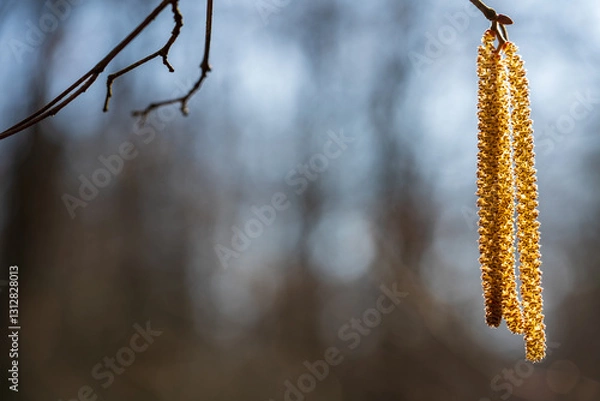 Fototapeta Gemeine Hasel