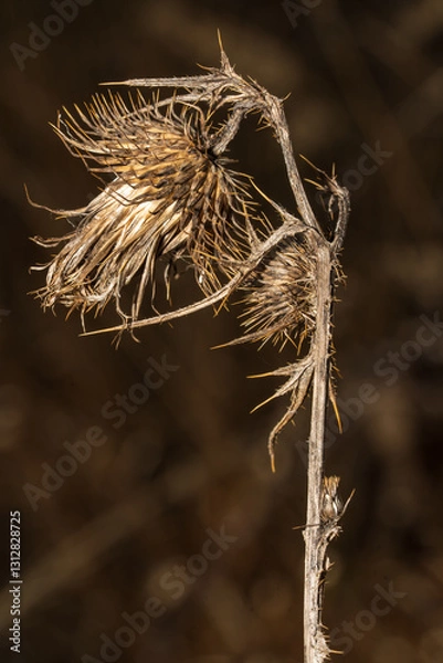 Fototapeta verdorrene Kratzdistel