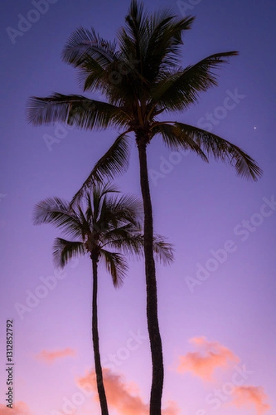 Obraz Tropical palm trees swaying in the wind during a gorgeous colorful sunset in paradise. Seen on the island of Kauai near the resort town of Poipu the iconic palm tree evokes warmth and serenity.