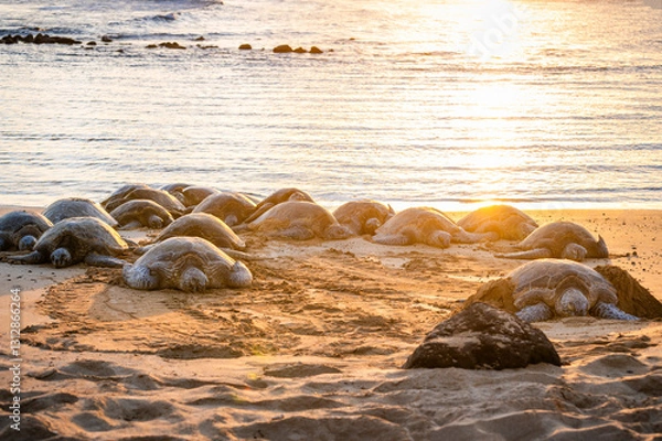 Obraz Poipu Beach is a popular place to see green sea turtles. The Hawaiian green sea turtle is one of the world’s largest, with adults weighing upwards of 350 pounds and growing up to four feet in length.
