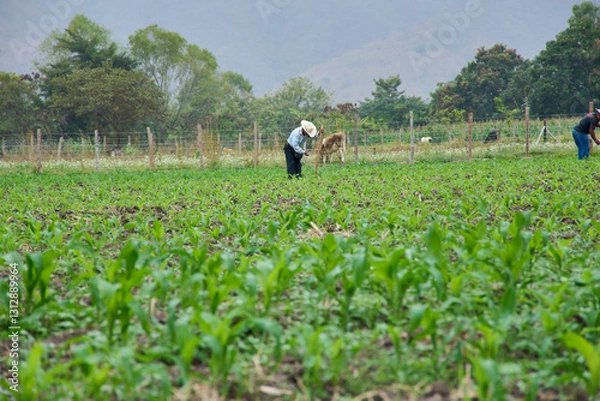 Obraz farmer in fields - agricultor